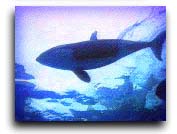 sarah's killer whale3.jpg (6565 bytes)